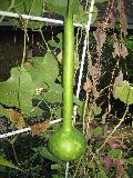 Bottle Gourd / Lagenaria siceraria  